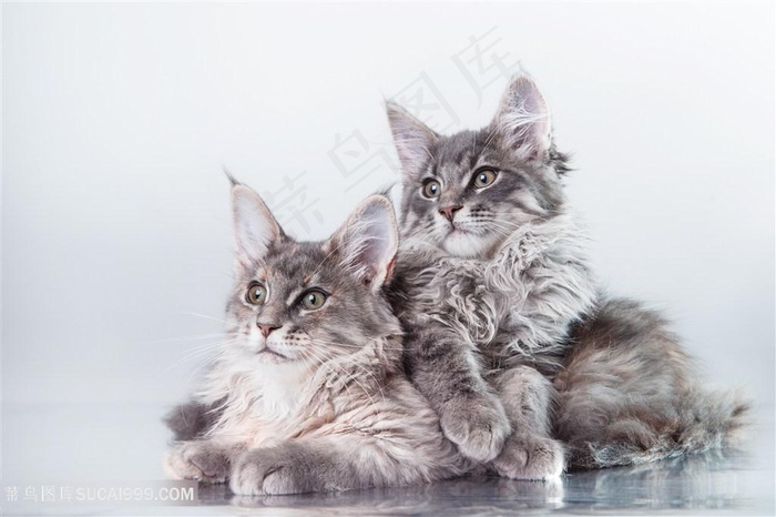 可爱小猫动物写真高清图猫咪图片