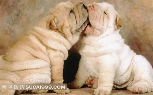 幼时沙皮犬图片