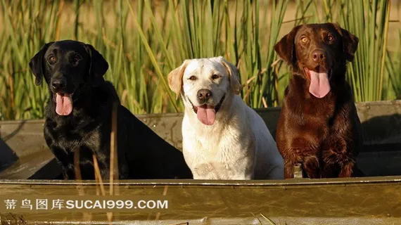 船上的三只伸舌头的狗狗摄影素材