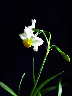 白色水仙花图片 白色水仙花图片
