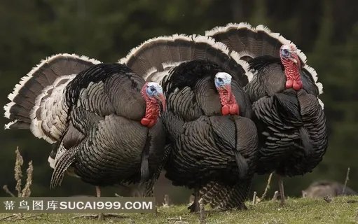 三只火鸡图片素材