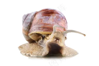 蜗牛正面特写高清图片