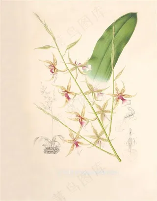 彩色虎爪兰花手绘插画