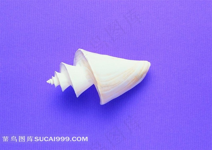 大海海洋贝壳海螺高清摄影大图