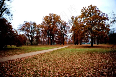 高清树林风景图片下载