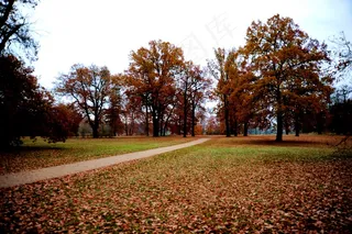 高清树林风景图片下载