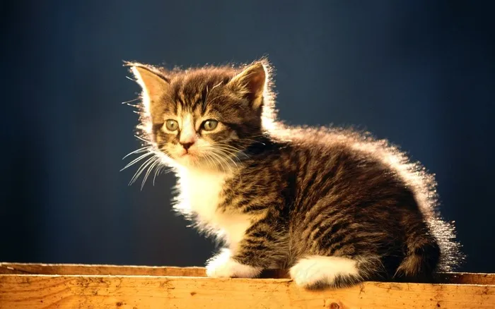 可爱萌猫桌面壁纸