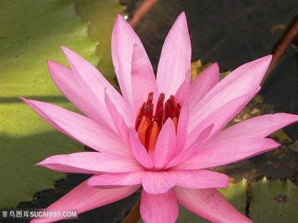 高清荷花池粉色莲花荷花图片