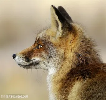 狐狸侧颜图片