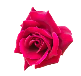 鲜花玫瑰免扣素材