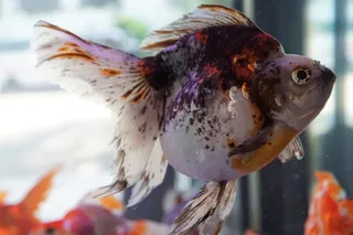 水族馆小丑鱼观赏图片