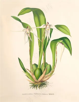 植物手绘彩绘插画图片