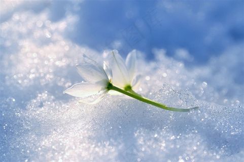 唯美雪地上洁白小花鲜花图片