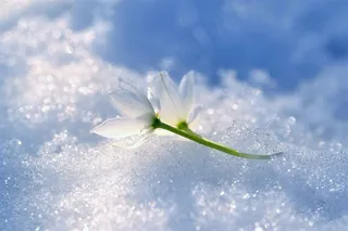 唯美雪地上洁白小花鲜花图片