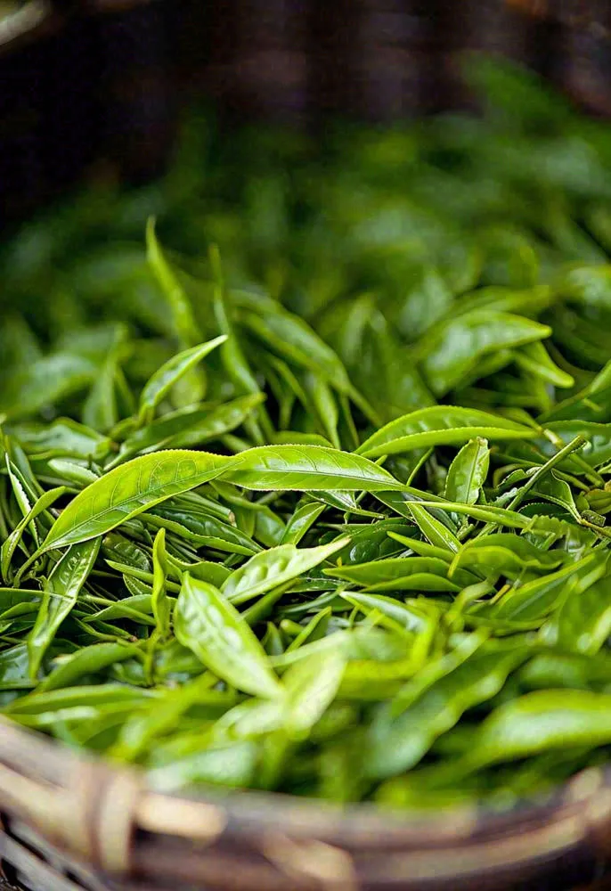 中国风，茶盆里的龙井绿茶茶叶摄影(912x1328)