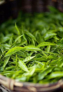 中国风，茶盆里的龙井绿茶茶叶摄影