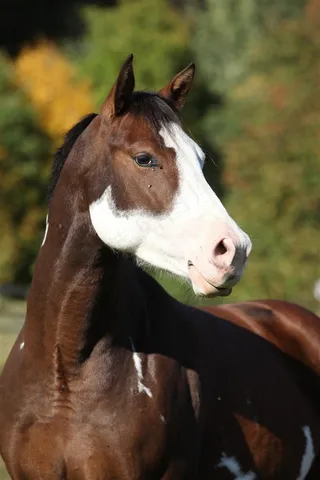 白斑黄色骏马图片