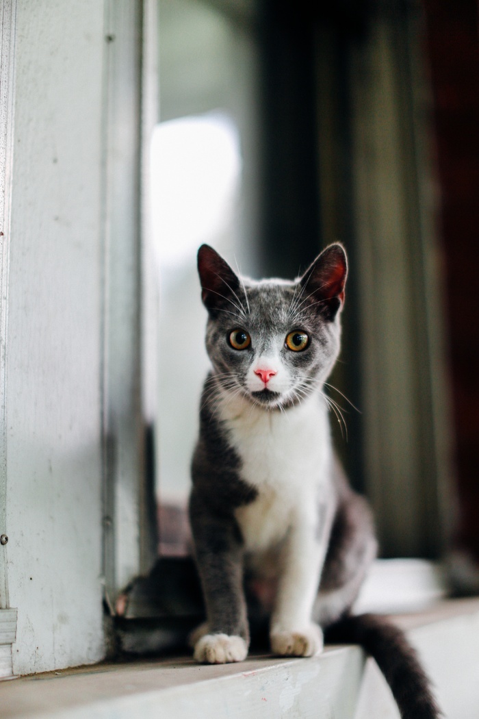 可爱猫咪猫猫摄影素材