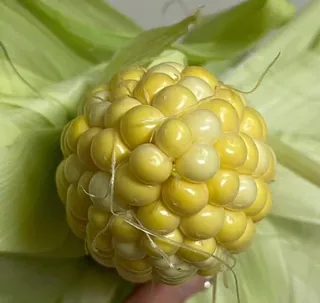 努力生长的玉米，穗头都长满了玉米粒