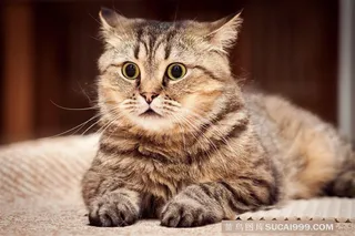 高清可爱小猫的图片猫咪图片