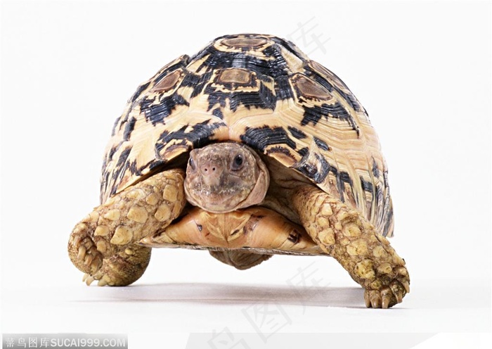 动物表情-古老的乌龟正面