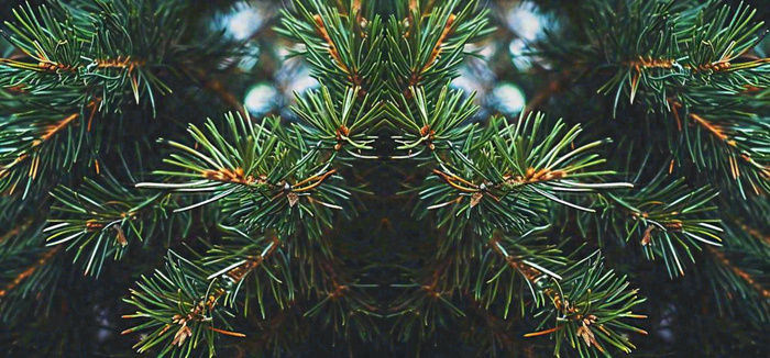 绿色绿植枝叶镜像镜头，新鲜生命力摄影图