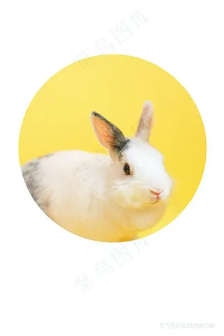 高清兔子头像图片