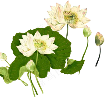 唯美古风水彩手绘荷叶荷花