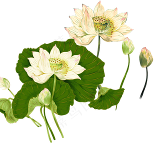 唯美古风水彩手绘荷叶荷花