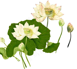 唯美古风水彩手绘荷叶荷花