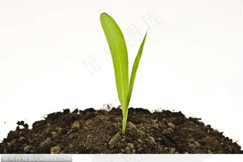 肥沃的土壤和嫩绿的小苗苗