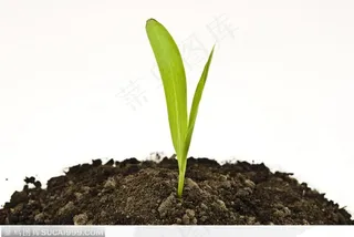 肥沃的土壤和嫩绿的小苗苗
