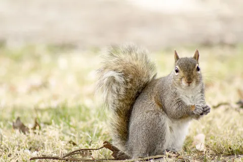 小松鼠在草地 小松鼠在草地
