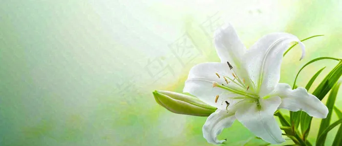 白色鲜花百合花鲜花意境简约，教师节淡雅摄影图(1680x720)
