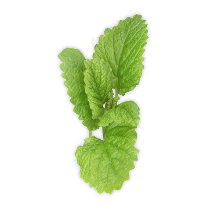 PNG 薄荷叶 植物 叶子  