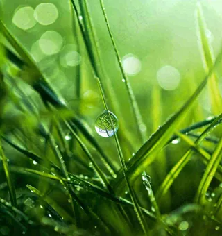 春天草地绿叶上的露珠，惊蛰雨水谷雨摄影图