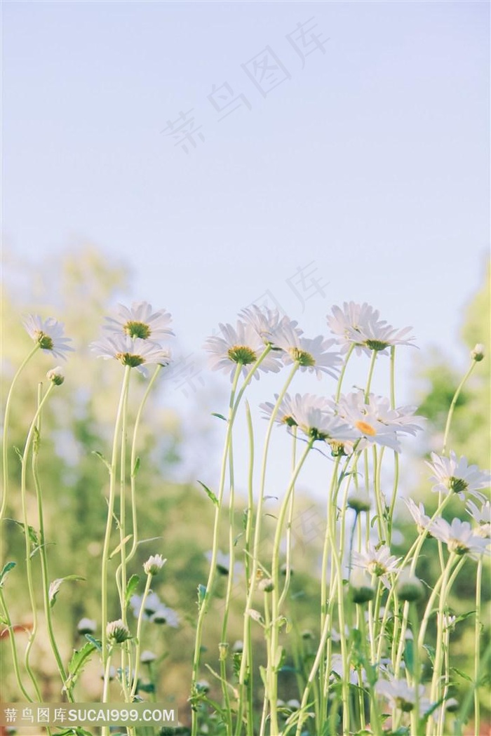 温馨白色菊花图片