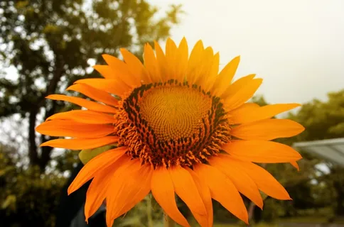 黄色向日葵摄影素材 黄色向日葵摄影素材