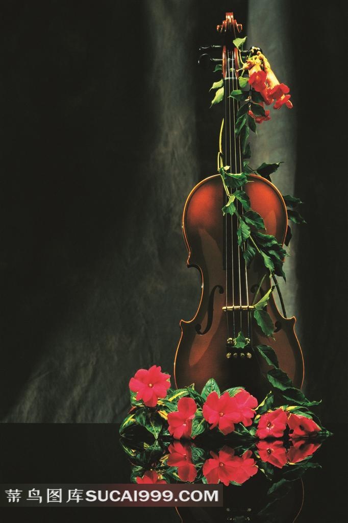 玫瑰花缠绕着的小提琴