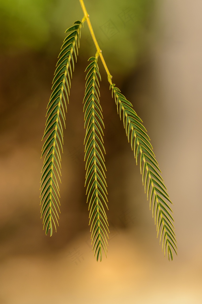 绿色的含羞草图片