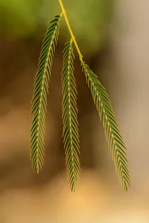 绿色的含羞草图片