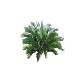 树免抠素材 树免抠素材
