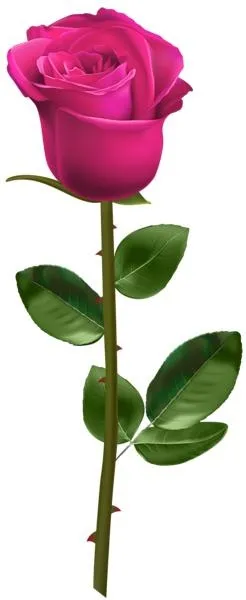 玫瑰 PNG免抠(246x600)