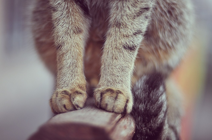 小猫的样子