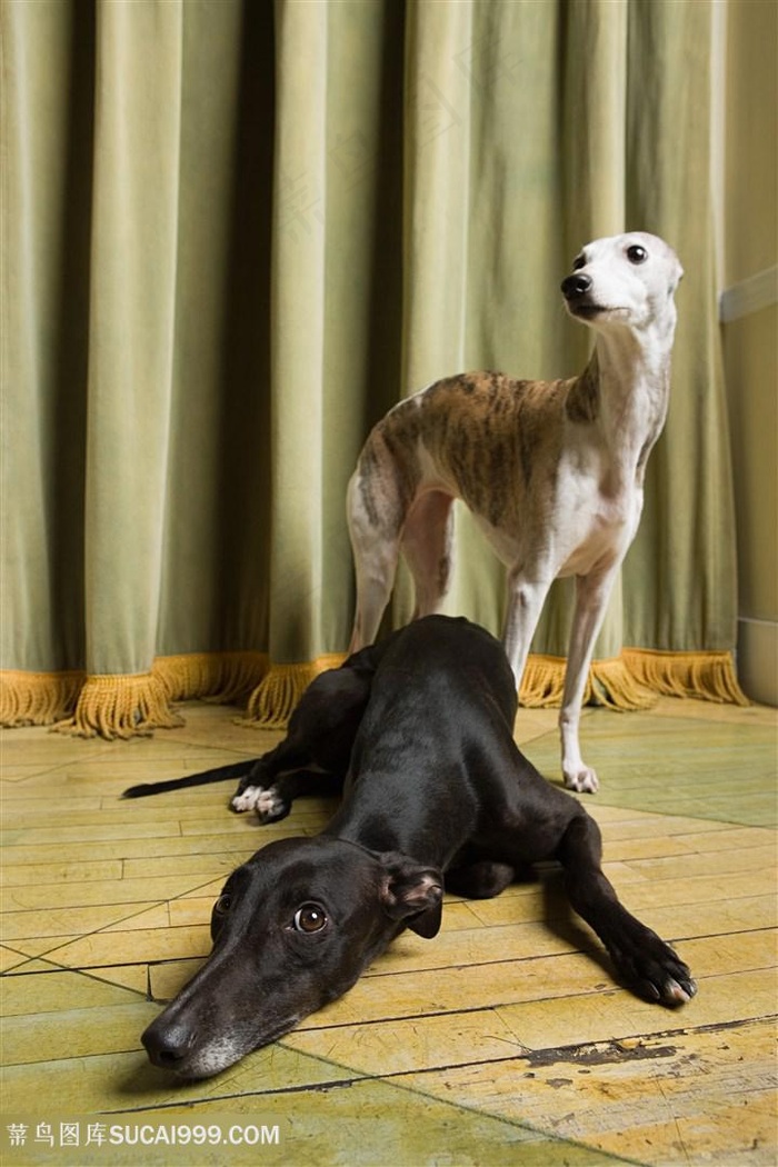 高清房间里的惠比特犬摄影图片