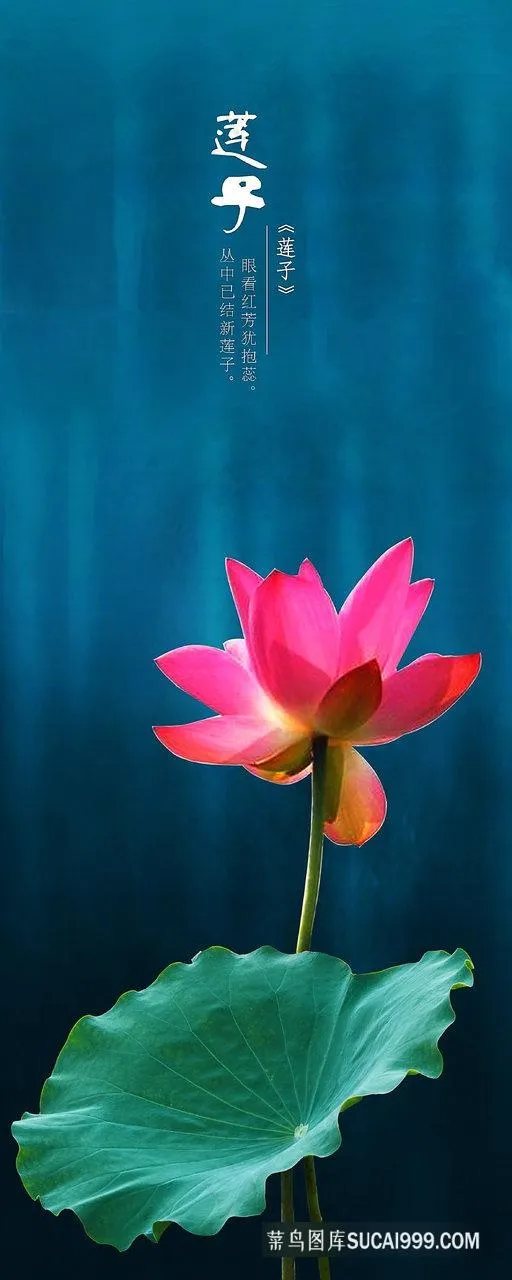 莲子莲花高清装饰画