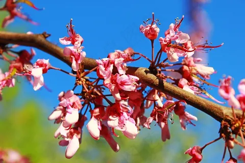 樱花枝枯萎樱花图片 樱花枝枯萎樱花图片