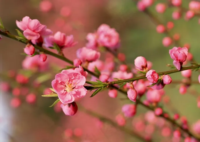 花草特写 597