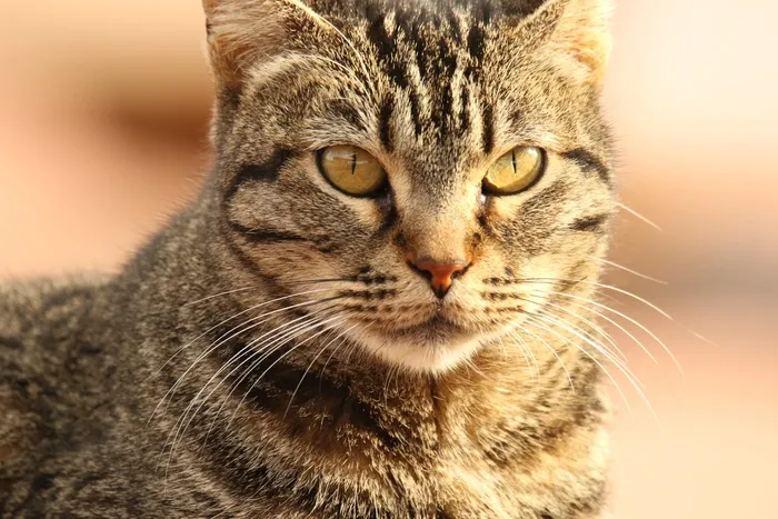 小猫肖像近景图片
