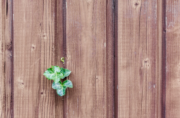 常春藤木纹背景图片